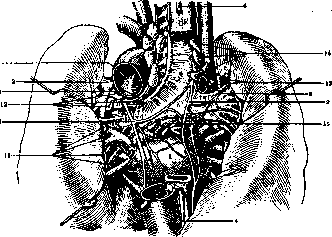 Bronchial Glands: figure 3 from the 1928–1936 encyclopedia article