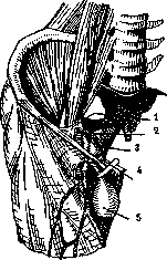 Femoral Canal: figure 8 from the 1928–1936 encyclopedia article