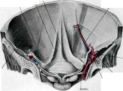 Femoral Canal: figure 3 from the 1928–1936 encyclopedia article