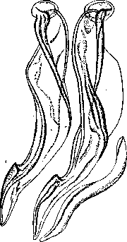 Trichostrongyloidosis: figure 1 from the 1928–1936 encyclopedia article