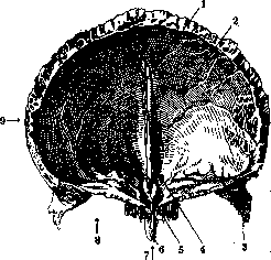 Frontal Bone: figure 2 from the 1928–1936 encyclopedia article