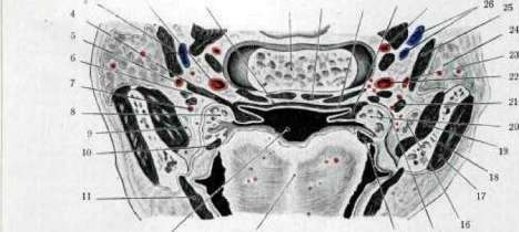Pharynx: figure 5 from the 1928–1936 encyclopedia article