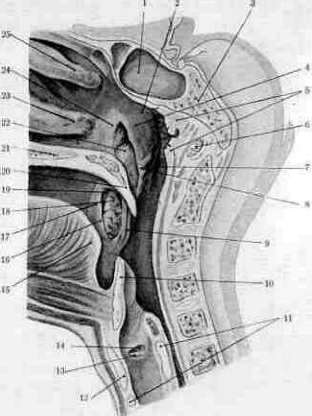 Pharynx: figure 2 from the 1928–1936 encyclopedia article