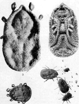 Wolff: figure 3 from the 1928–1936 encyclopedia article