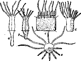 Fusion (Biology): figure 1 from the 1928–1936 encyclopedia article