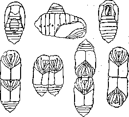 Fusion (Biology): figure 2 from the 1928–1936 encyclopedia article