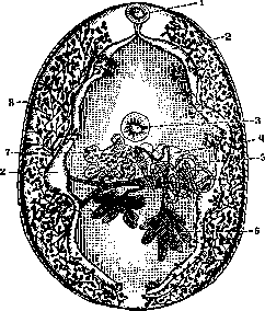 Paragonimiasis: figure 1 from the 1928–1936 encyclopedia article