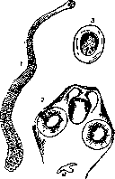 Hymenolepis: figure 1 from the 1928–1936 encyclopedia article