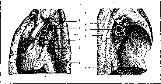 Bronchi: figure 3 from the 1928–1936 encyclopedia article