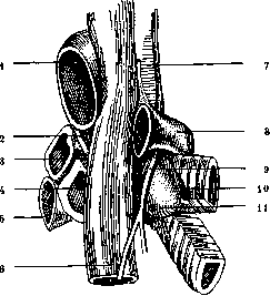 Bronchi: figure 9 from the 1928–1936 encyclopedia article