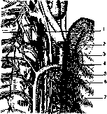 Bronchi: figure 6 from the 1928–1936 encyclopedia article