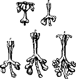 Bronchi: figure 1 from the 1928–1936 encyclopedia article