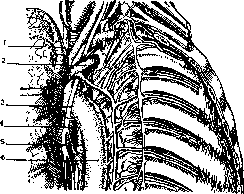 Bronchi: figure 7 from the 1928–1936 encyclopedia article
