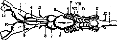 Ringer's Solution: figure 4 from the 1928–1936 encyclopedia article