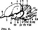 Ringer's Solution: figure 8 from the 1928–1936 encyclopedia article