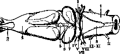 Ringer's Solution: figure 5 from the 1928–1936 encyclopedia article