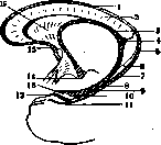Ringer's Solution: figure 11 from the 1928–1936 encyclopedia article