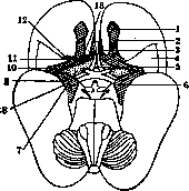 Ringer's Solution: figure 14 from the 1928–1936 encyclopedia article