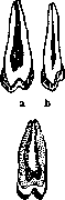 Bicuspid: figure 3 from the 1928–1936 encyclopedia article
