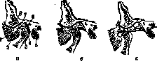 Articular Menisci: figure 3 from the 1928–1936 encyclopedia article
