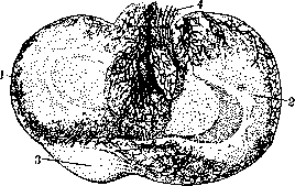 Articular Menisci: figure 5 from the 1928–1936 encyclopedia article