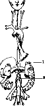 Paraganglia: figure 1 from the 1928–1936 encyclopedia article