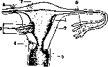 Postpartum Period: figure 19 from the 1928–1936 encyclopedia article