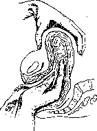 Postpartum Period: figure 16 from the 1928–1936 encyclopedia article