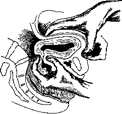 Postpartum Period: figure 7 from the 1928–1936 encyclopedia article