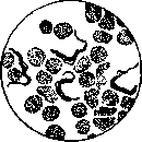 Dourine: figure 1 from the 1928–1936 encyclopedia article