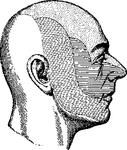 Facial Nerve (FACIAL NERVE, see Facialis): figure 11 from the 1928–1936 encyclopedia article