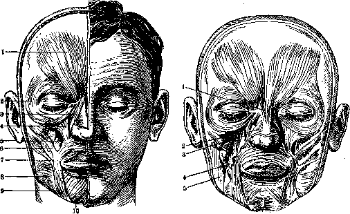 Facial Nerve (FACIAL NERVE, see Facialis): figure 7 from the 1928–1936 encyclopedia article
