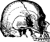 Facial Nerve (FACIAL NERVE, see Facialis): figure 6 from the 1928–1936 encyclopedia article