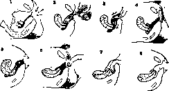 Contraceptives: figure 1 from the 1928–1936 encyclopedia article