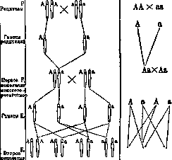 Mendelism: figure 1 from the 1928–1936 encyclopedia article