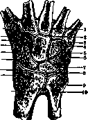 Hand: figure 2 from the 1928–1936 encyclopedia article