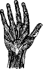 Hand: figure 8 from the 1928–1936 encyclopedia article