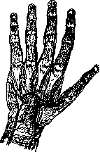 Hand: figure 5 from the 1928–1936 encyclopedia article