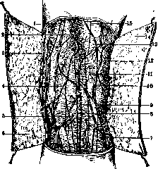 Popliteal Fossa: figure 2 from the 1928–1936 encyclopedia article