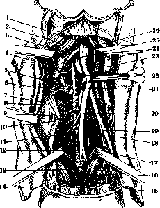 Popliteal Fossa: figure 4 from the 1928–1936 encyclopedia article
