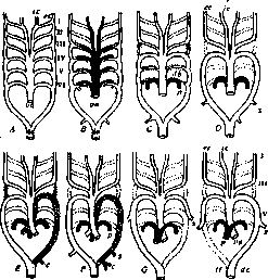 Aorta: figure 8 from the 1928–1936 encyclopedia article