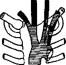 Aorta: figure 1 from the 1928–1936 encyclopedia article