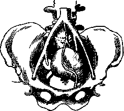 Aorta: figure 6 from the 1928–1936 encyclopedia article