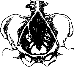 Aorta: figure 4 from the 1928–1936 encyclopedia article