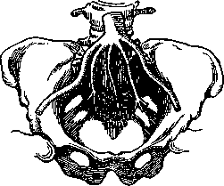 Aorta: figure 5 from the 1928–1936 encyclopedia article