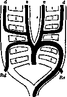 Aorta: figure 7 from the 1928–1936 encyclopedia article