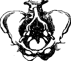 Aorta: figure 3 from the 1928–1936 encyclopedia article