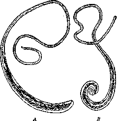 Whipworm: figure 1 from the 1928–1936 encyclopedia article