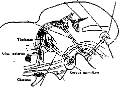 Vegetative Nervous System: figure 12 from the 1928–1936 encyclopedia article