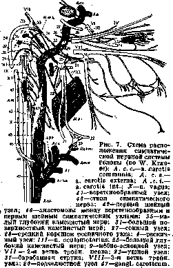 Vegetative Nervous System: figure 6 from the 1928–1936 encyclopedia article